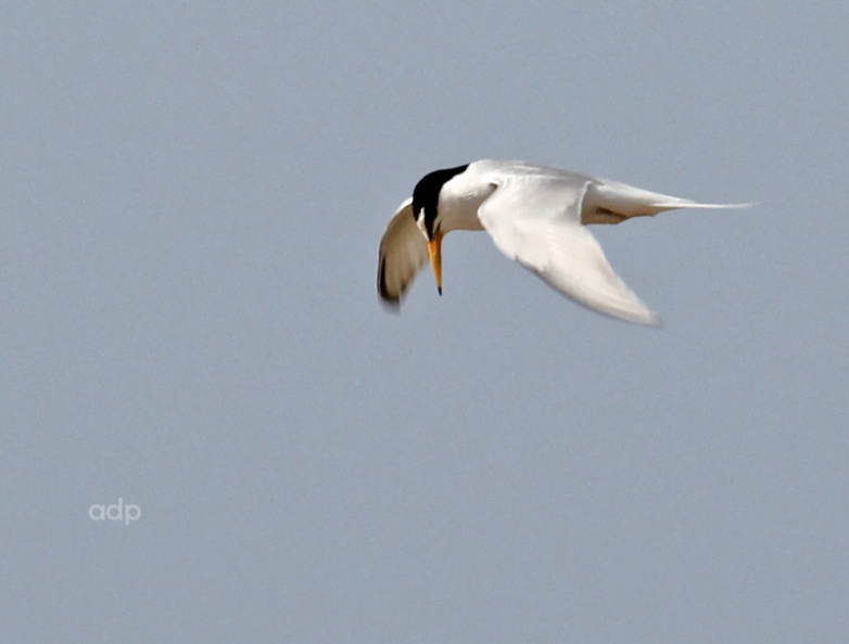 Little Tern (Sterna albifrons) Alan Prowse - IMG_1648qstw 800c LiTe QL.jpg IMG_1648qstw 800c LiTe QL.jpg